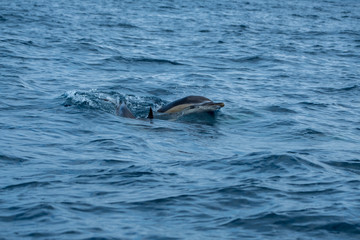 Naklejka premium Short beaked common dolphin surfacing 