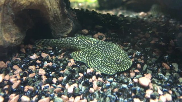 Flossensauger, Welse, Wels im Aquarium