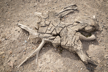 curious and abstract shapes of a wooden trunk