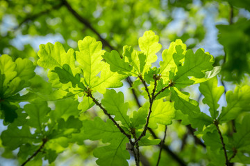 Branch of young solar green oak leaf on a background of foliage and blue sky.