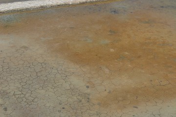 oeillets dans un marais salant en Vendée