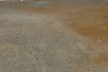 oeillets dans un marais salant en Vendée