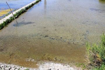oeillets dans un marais salant en Vendée