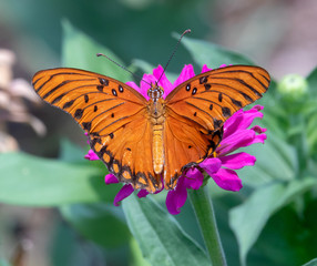 Monarch Butterfly