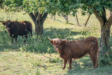 Schottisches Hochlandrind im Schatten der Bäume