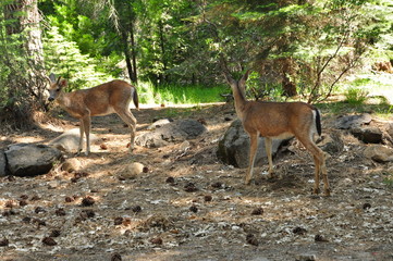 Deer in California