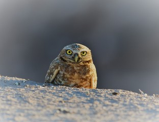 Watchfull Eyes