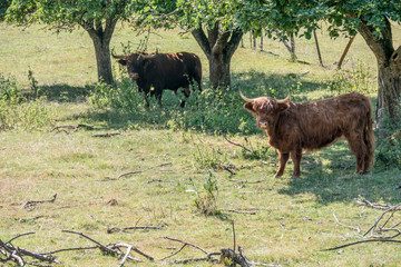 Schottisches Hochlandrind im Schatten der Bäume