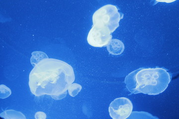 Obraz na płótnie Canvas Mini Jellyfish
