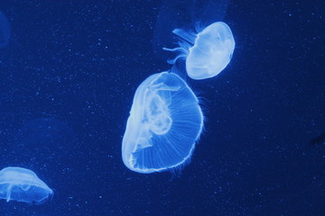Naklejka na ściany i meble Mini Jellyfish