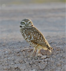 Owl