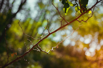 Hawthorn Twig
