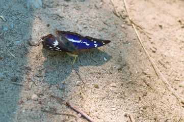 Butterfly with green proboscis. Butterfly Apatura ilia.