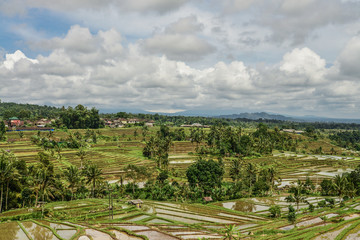 Green rice fields