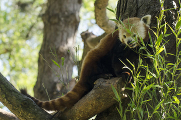 Red Panda in a Tree
