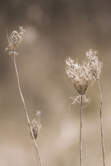 Dead, dried prairie flowers in the fall