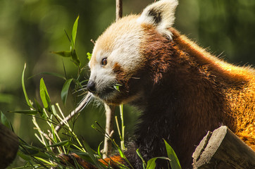 Portrait of a Red Panda