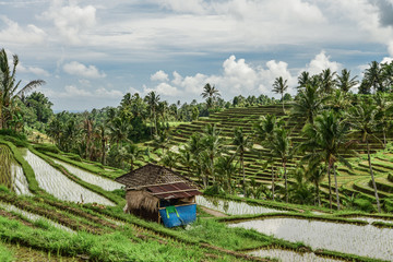 Green rice fields on Bali island