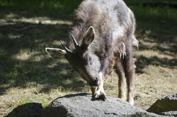 Rare Chinese Goral