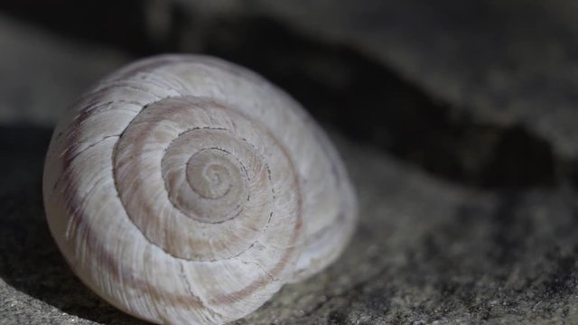 Macro close up of a Snail Shell in the Rocky Mountains.