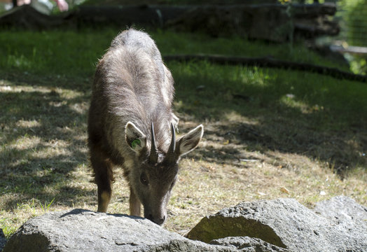 Close Up of  Chinese Goral
