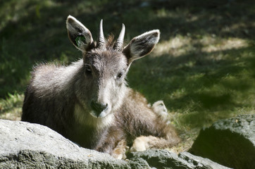 Chines Goral Lying Down