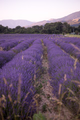 Purple lavender field in Valensole, France