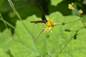 Schmetterling