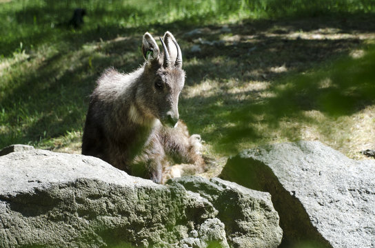 A Chinese Goral Lying Down
