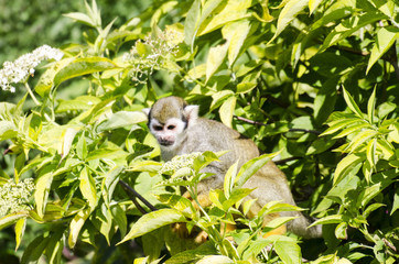 Squirrel Monkey in a Bush