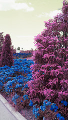 The unusual park with pink bushes and blue flowers.