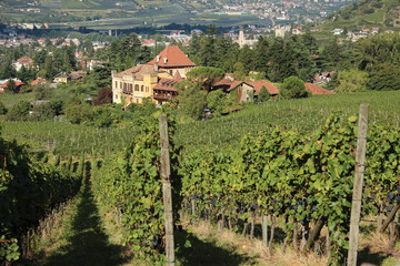 Fototapeta na wymiar Weinberge und kleines Castell oberhalb von Meran, Südtirol