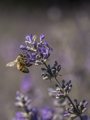 bee looking for pollen on a lavender flower