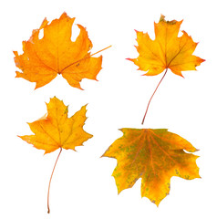Set the autumn maple branch with leaves isolated