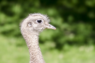 Portrait of an Ostrich