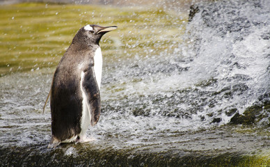 Penguin Being Splashed by Water