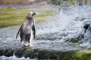 Gentoo Penguin by Splashing Water