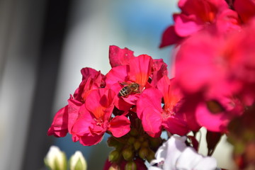 Pelargonien mit Biene