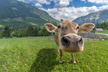 Close up view on cow in meadow in mountains.