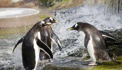Naklejka premium Three Penguins by Splashing Water