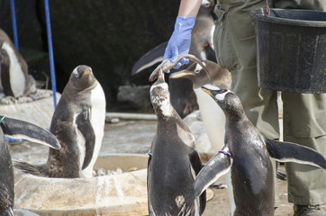 Fototapeta premium Person Feeding Fish to Penguins 