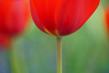 赤いチューリップ