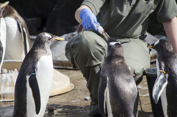 Person Feeding Penguins Fish