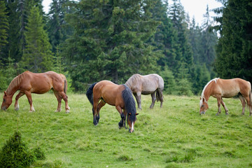 Herd of horses grazing