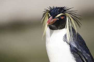Close Up of a Rockhopper Penguin