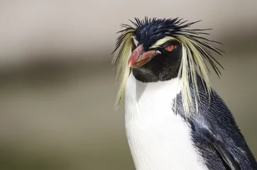 Zelfklevend Fotobehang Close Up of a Rockhopper Penguin © Walkerlee
