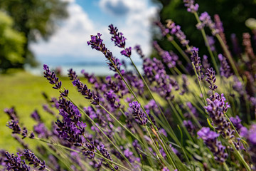 Obraz premium lavender