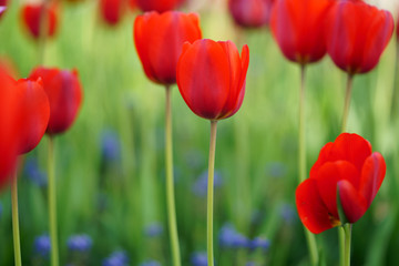 Obraz premium 赤いチューリップ