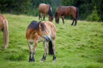 Obraz na płótnie Canvas Herd of horses grazing
