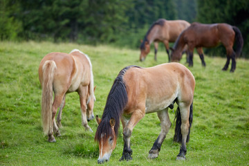 Obraz na płótnie Canvas Herd of horses grazing